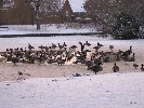 <strong>ducks in forty hall</strong> <br /><em> Sierra Golf community, taken on 08 January 2010 by fennelca</em>