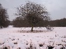 <strong>nice tree</strong> <br /><em> Sierra Golf community, taken on 08 January 2010 by fennelca</em>