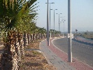 <strong>Recently trimmed Palms</strong> <br /><em> Sierra Golf community, taken on 30 May 2010 by taraleisure</em>