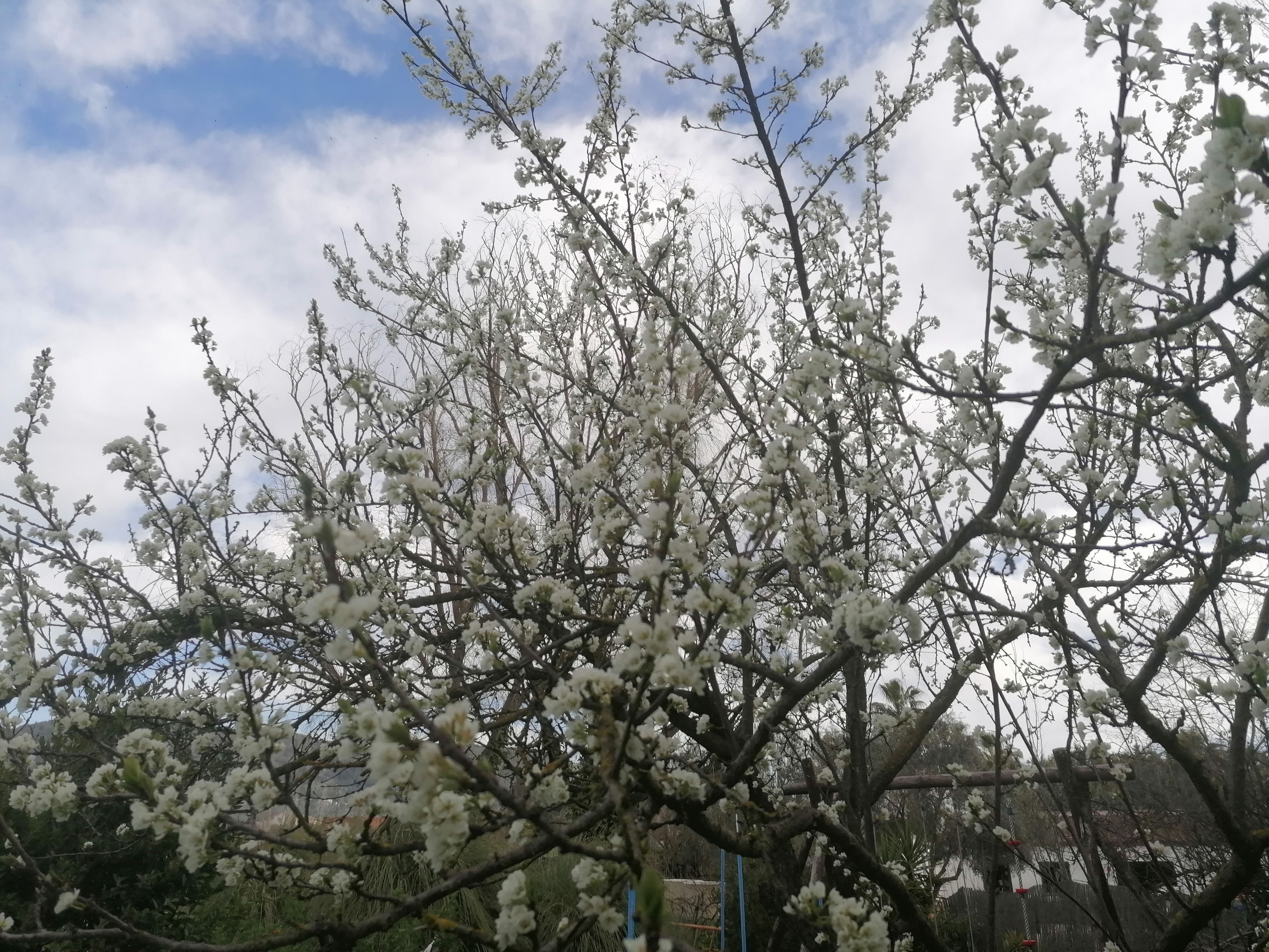 A puréed and simmering carrot soup in a pot with a spoon
