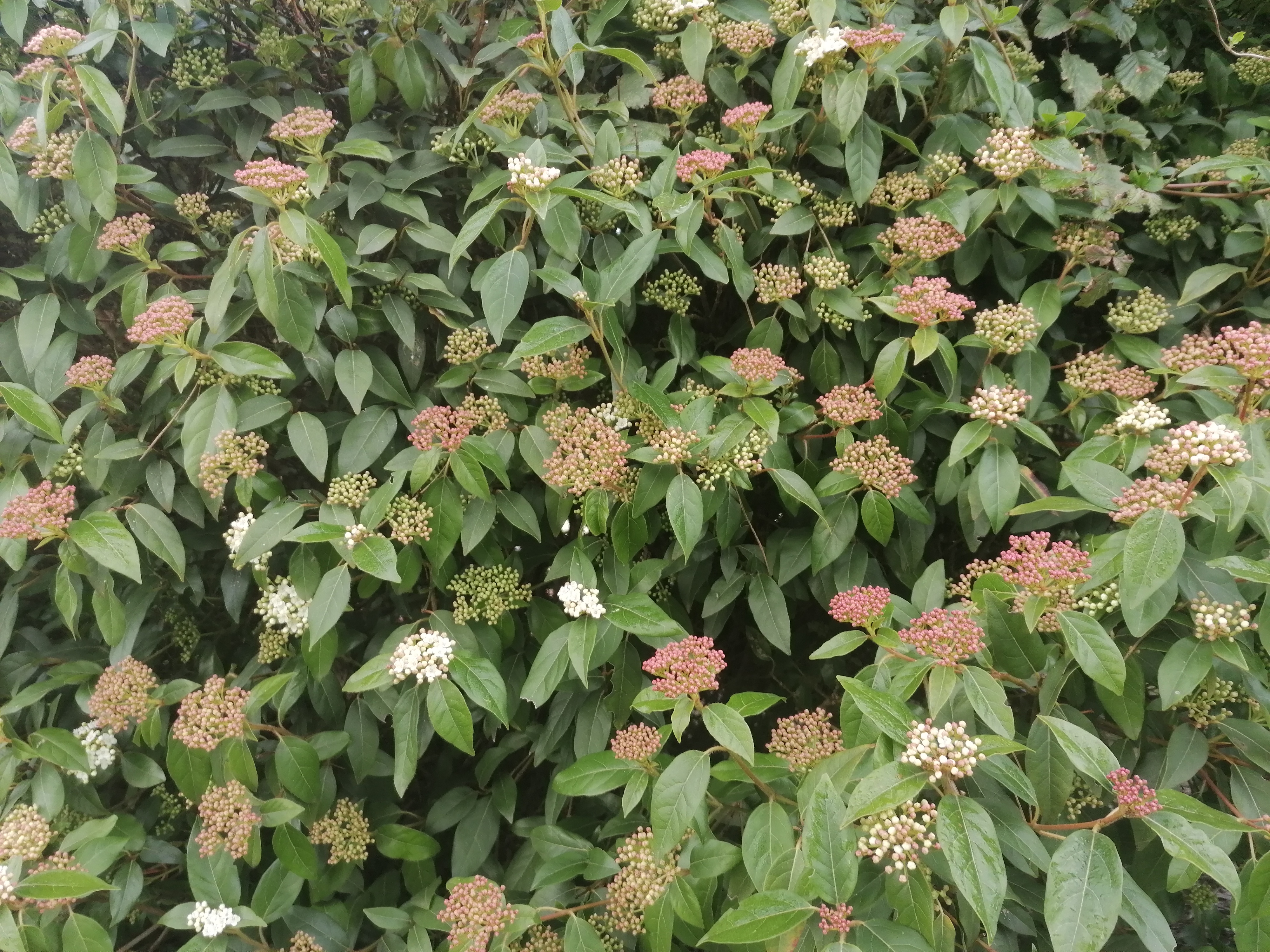 A puréed and simmering carrot soup in a pot with a spoon