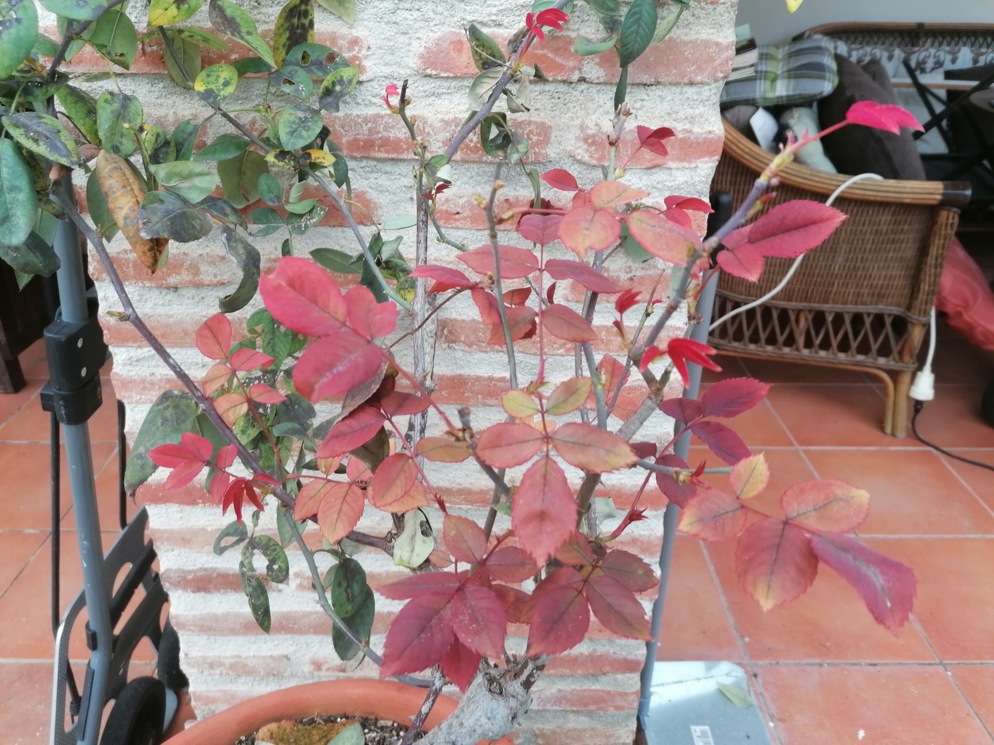 A puréed and simmering carrot soup in a pot with a spoon