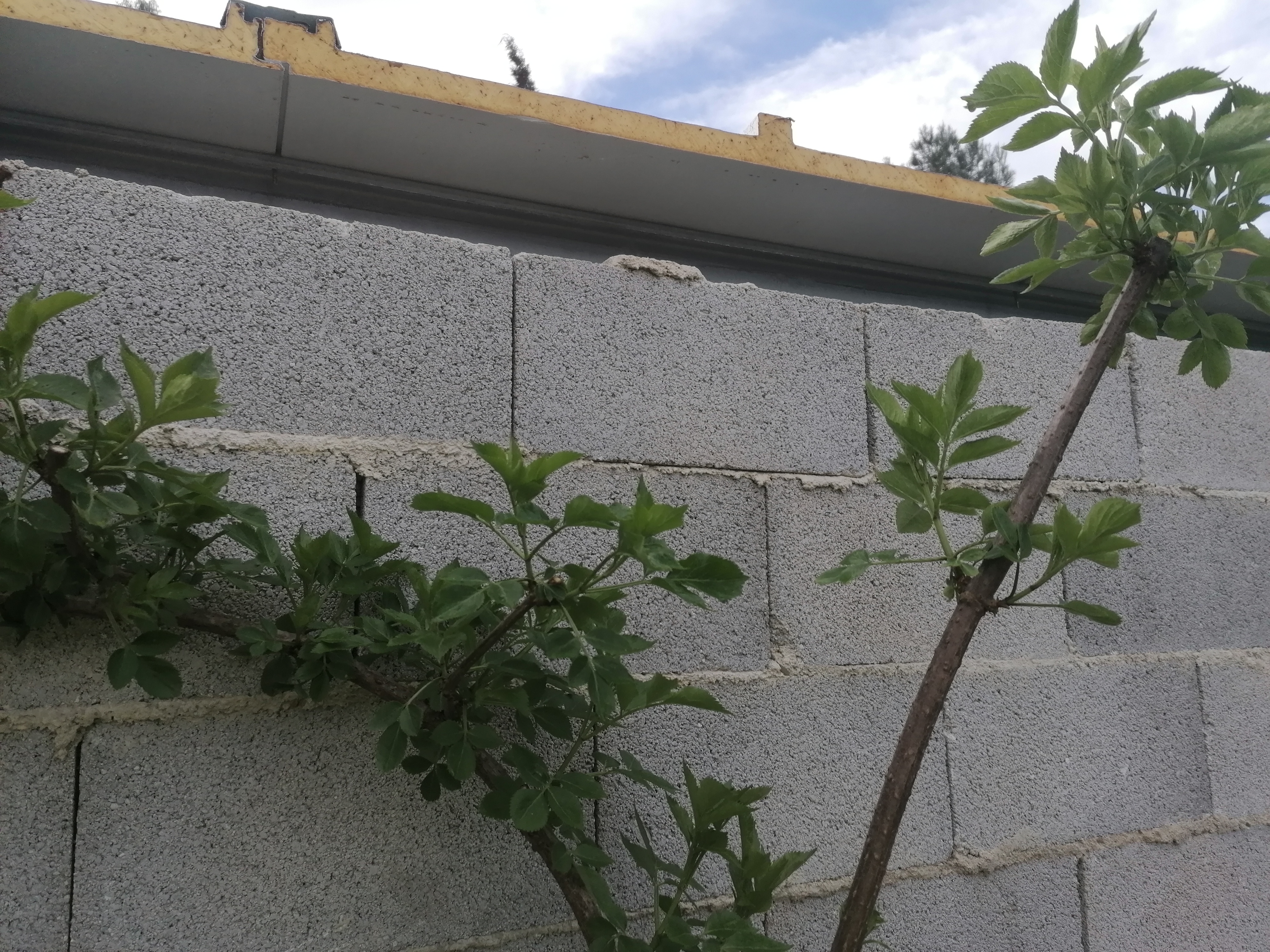 A puréed and simmering carrot soup in a pot with a spoon