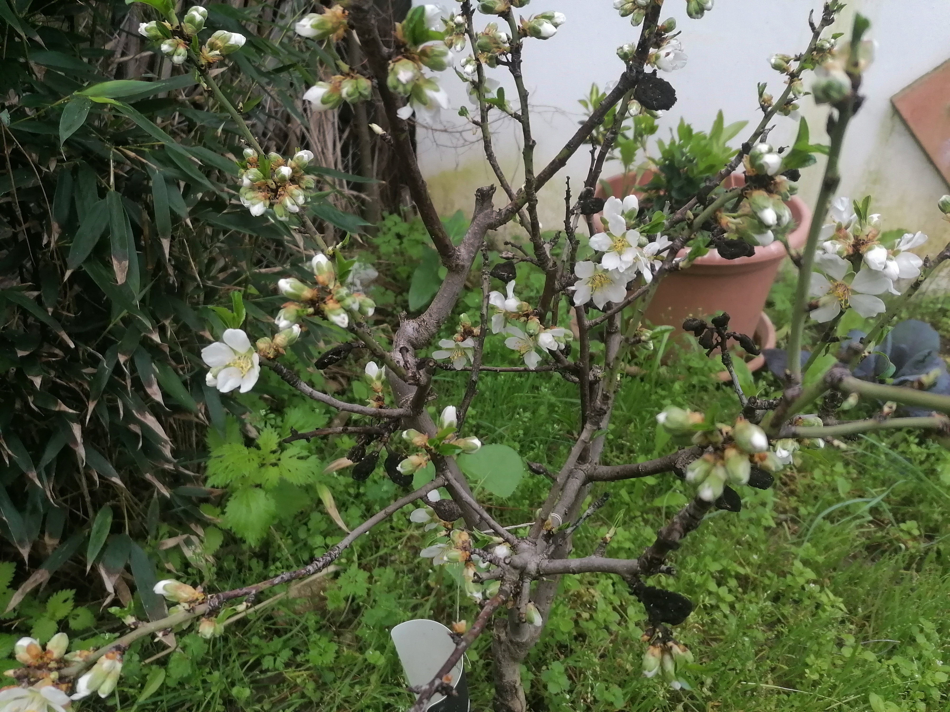 A puréed and simmering carrot soup in a pot with a spoon