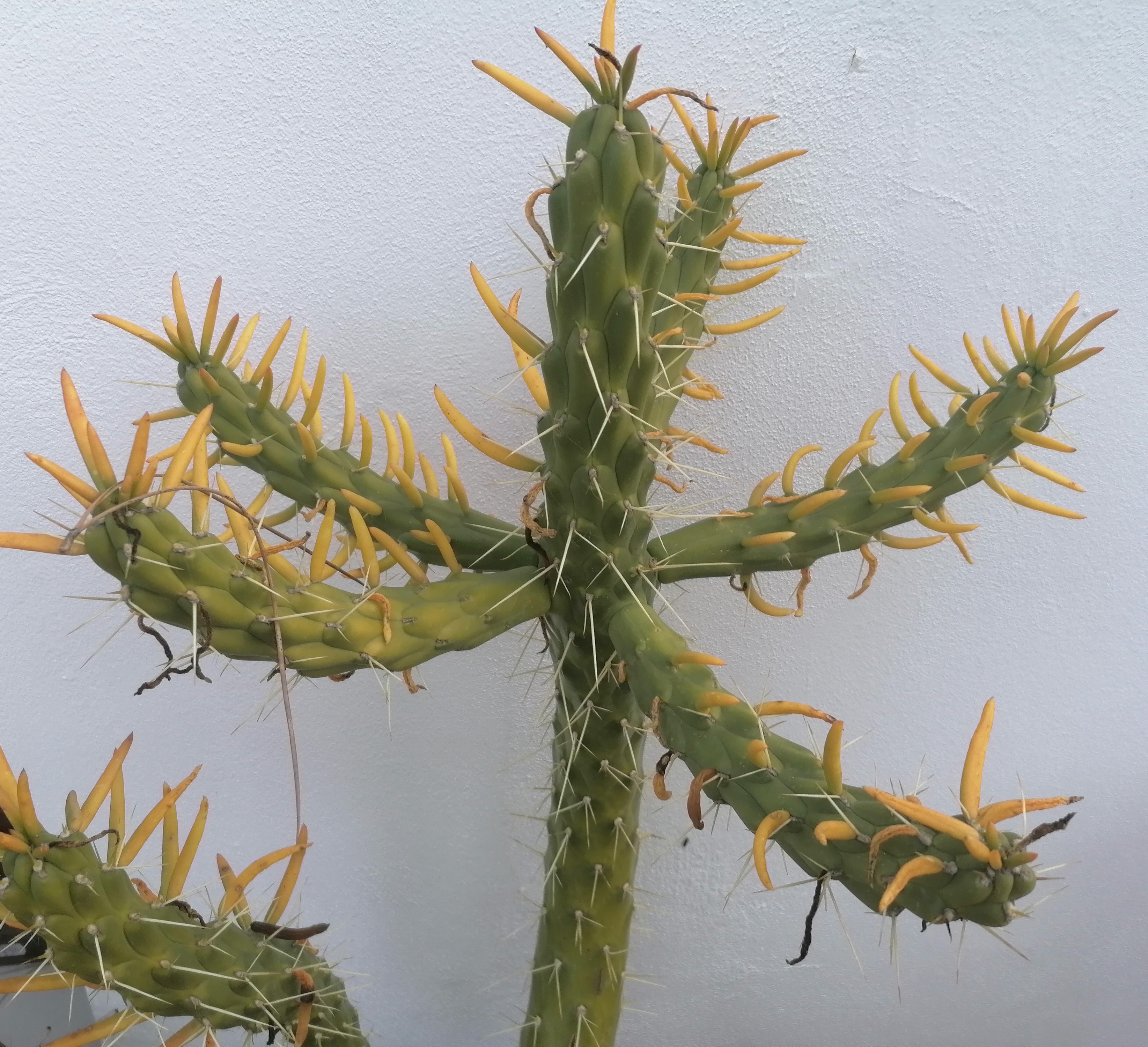 A puréed and simmering carrot soup in a pot with a spoon