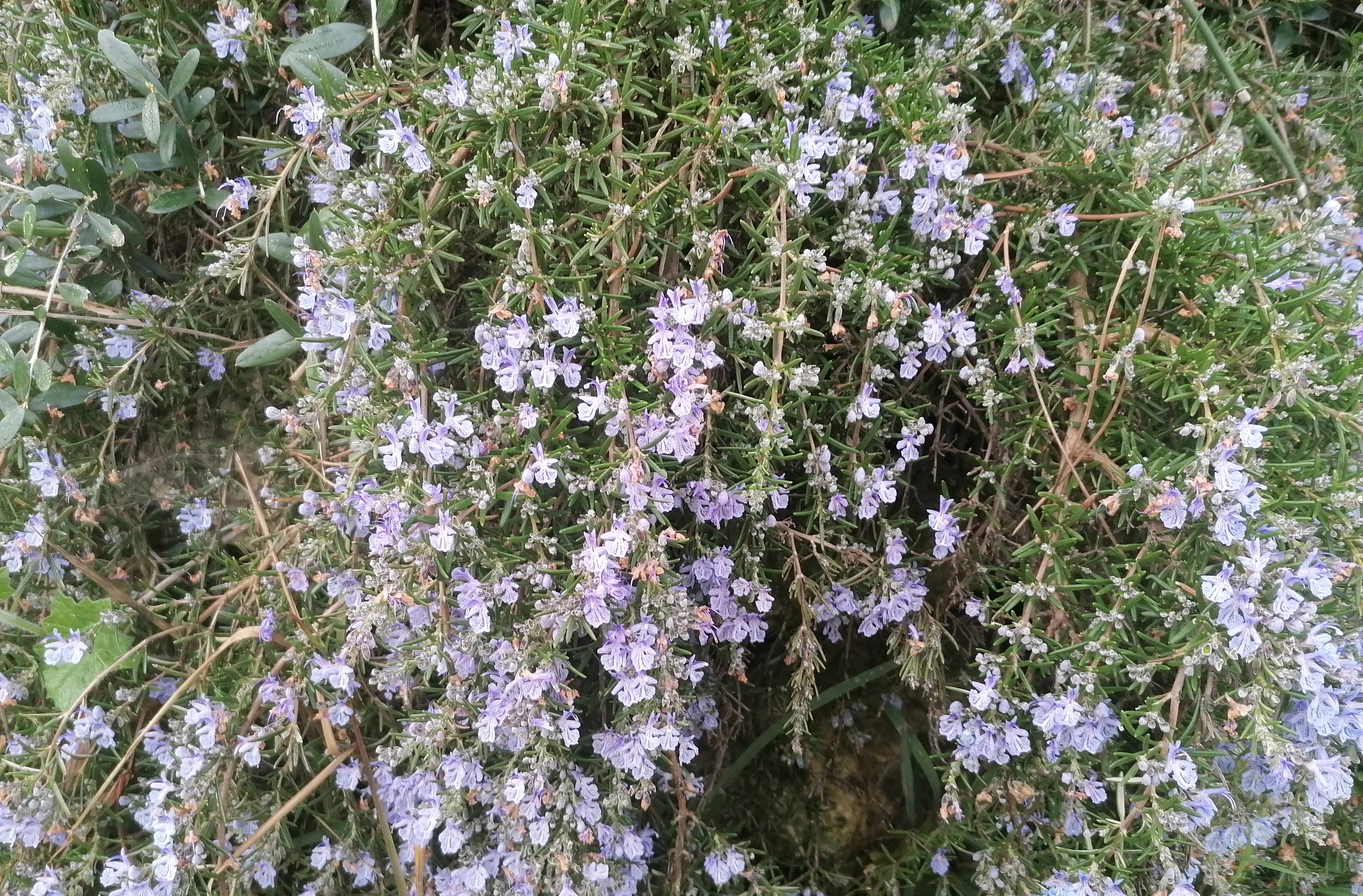 A puréed and simmering carrot soup in a pot with a spoon