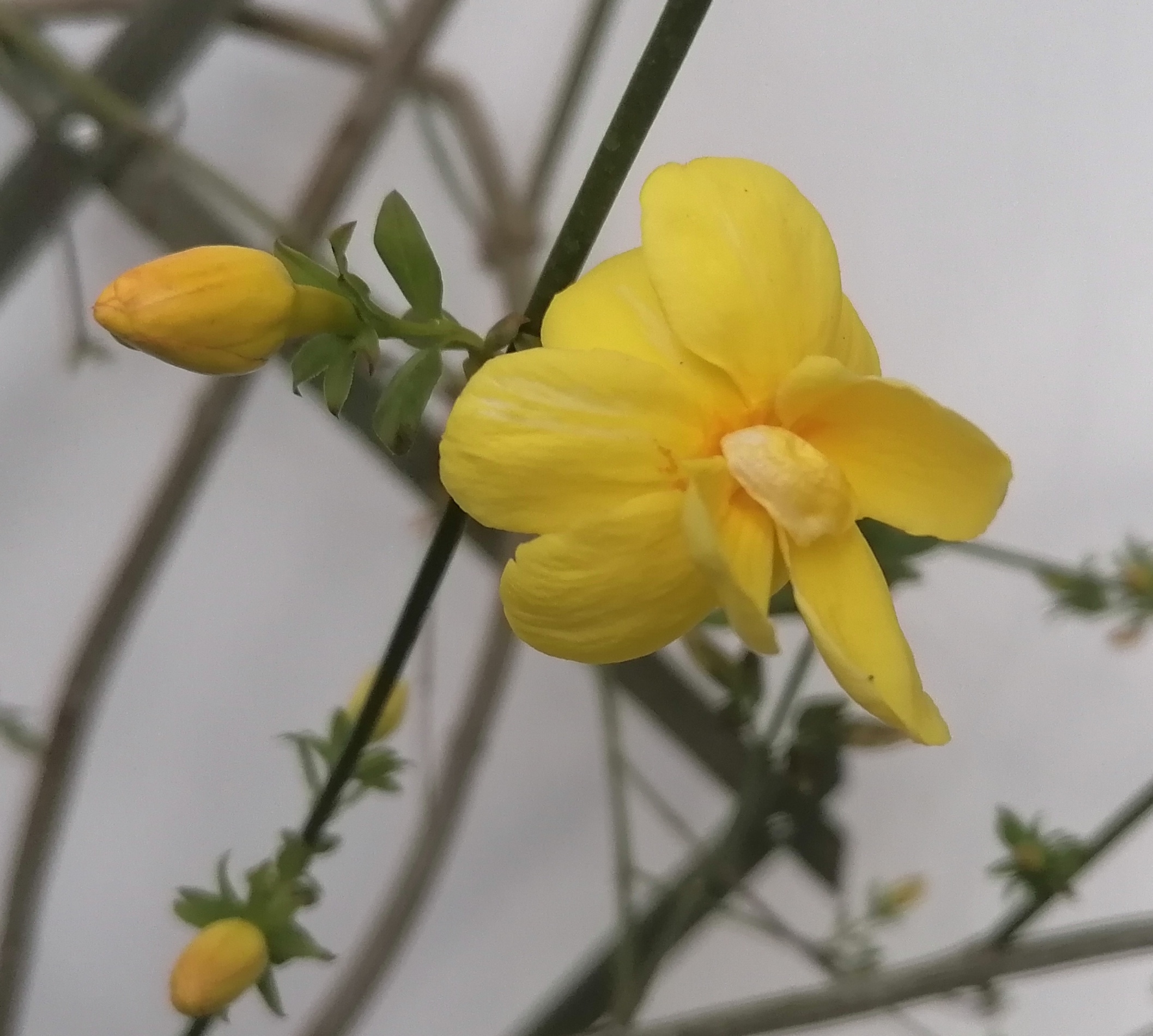 A puréed and simmering carrot soup in a pot with a spoon