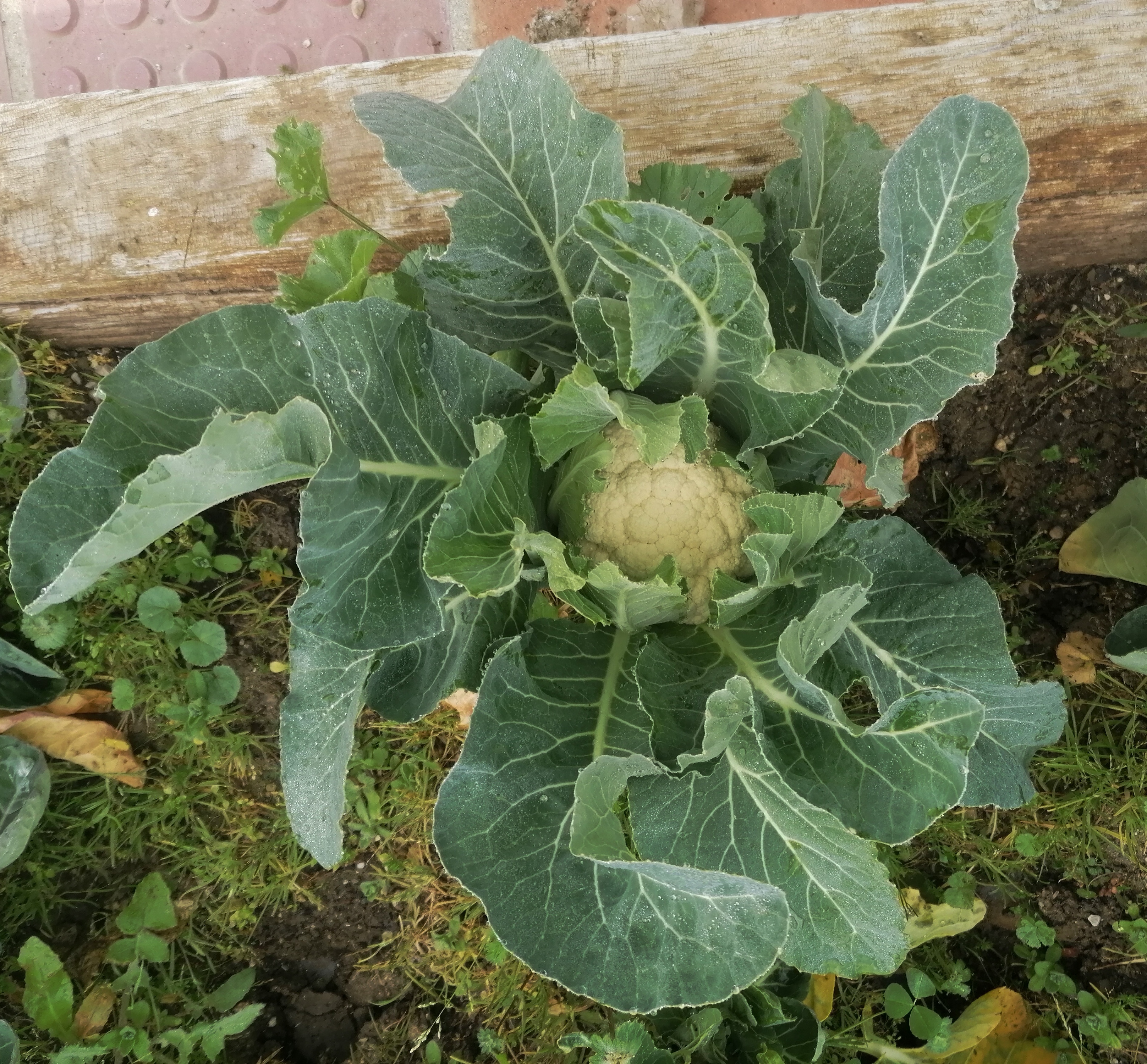 A puréed and simmering carrot soup in a pot with a spoon