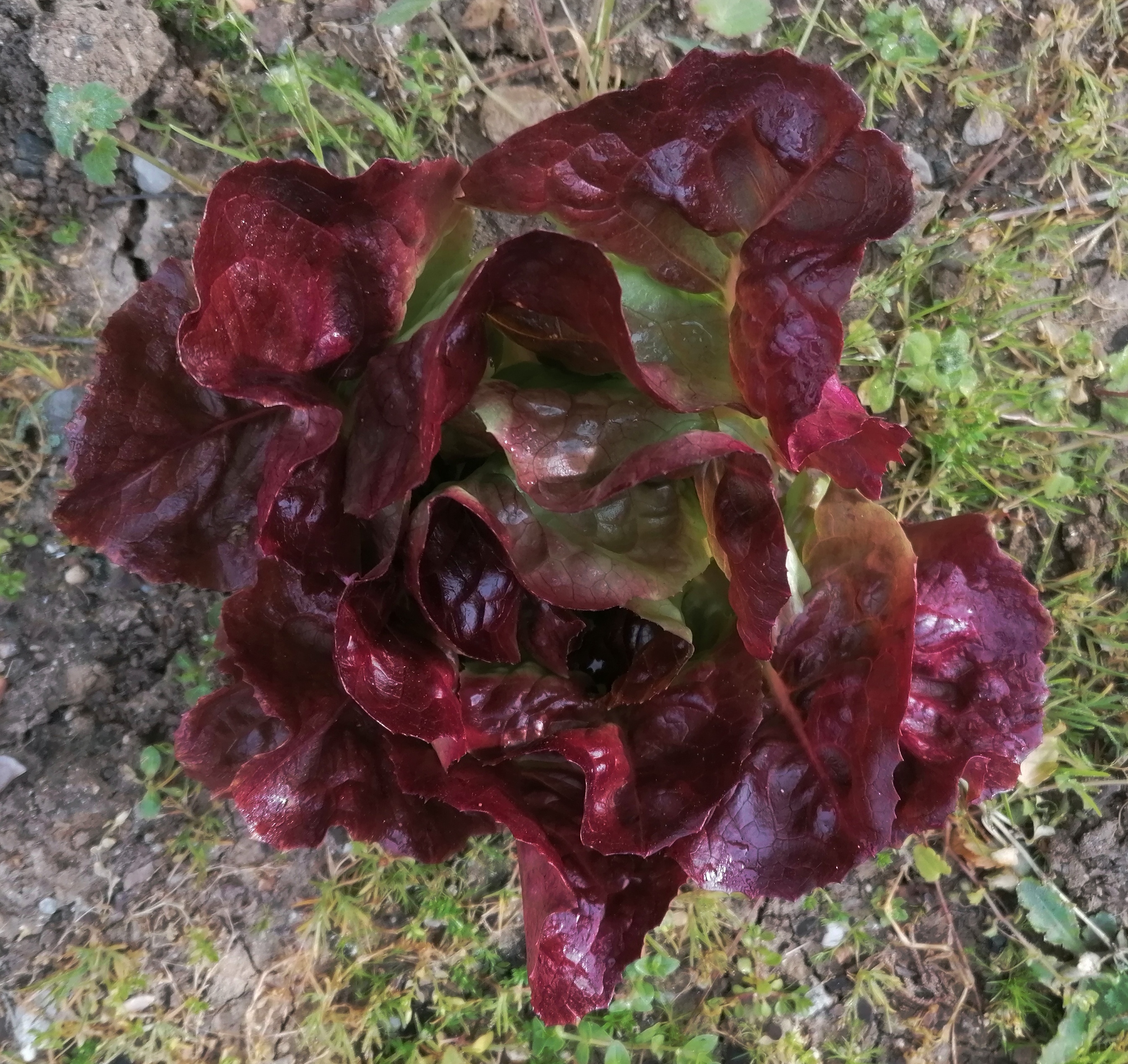 A puréed and simmering carrot soup in a pot with a spoon