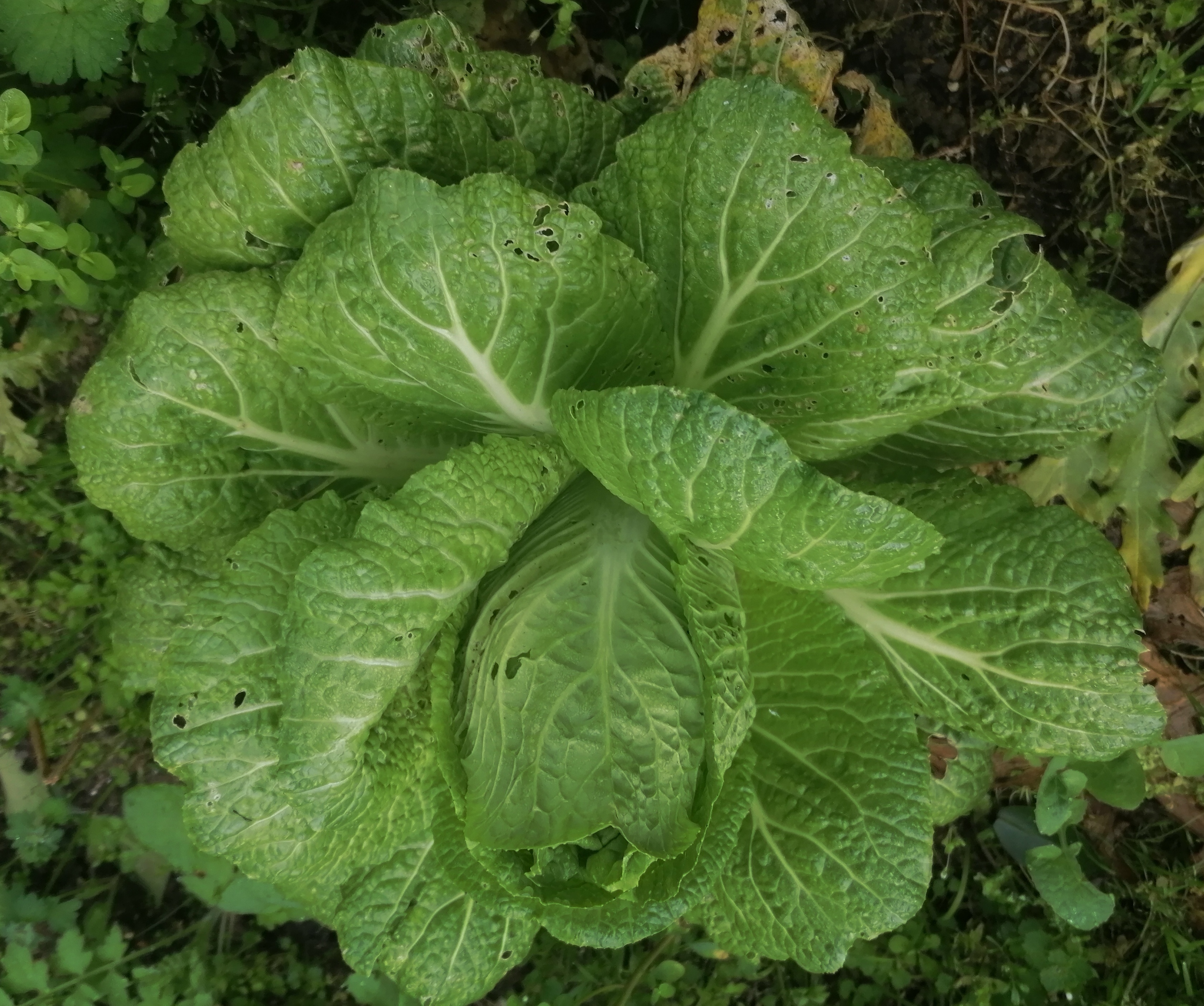 A puréed and simmering carrot soup in a pot with a spoon