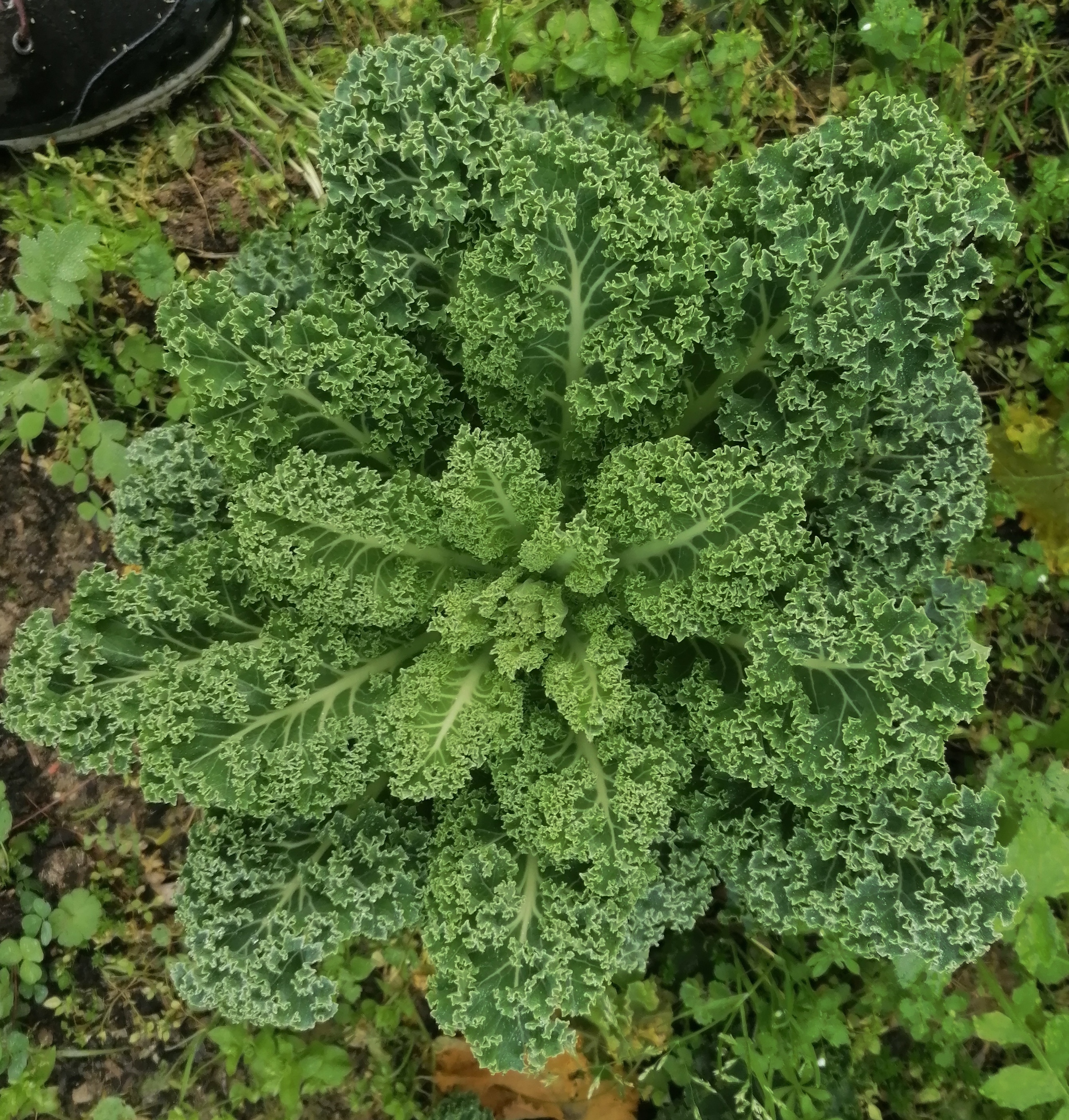 A puréed and simmering carrot soup in a pot with a spoon