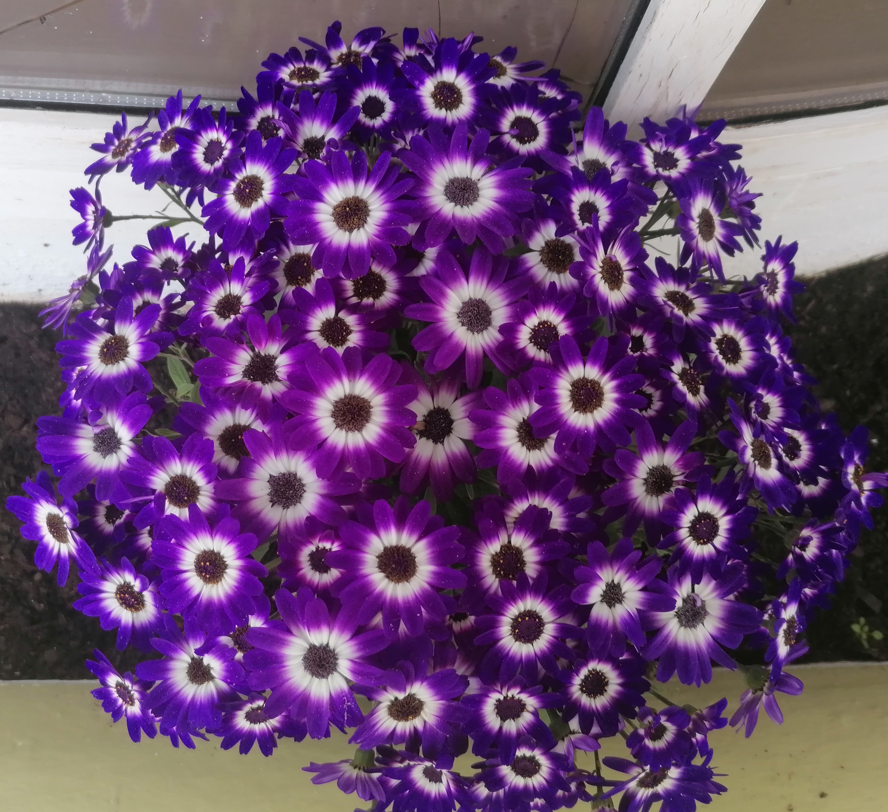 A puréed and simmering carrot soup in a pot with a spoon
